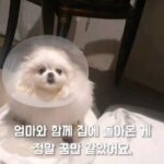 Kim Wan-sun Instagram - 3년전 어찌 내가 이날을 잊으리야 다시돌려보기...❤️ 이쁜천사이모들 다시한번 감사드려오 ~~ 흑흑😭 @jungnam_bae