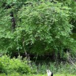 Kim Yoon-hye Instagram - 🌲🌳🍃🐈‍⬛🏃🏻‍♀️