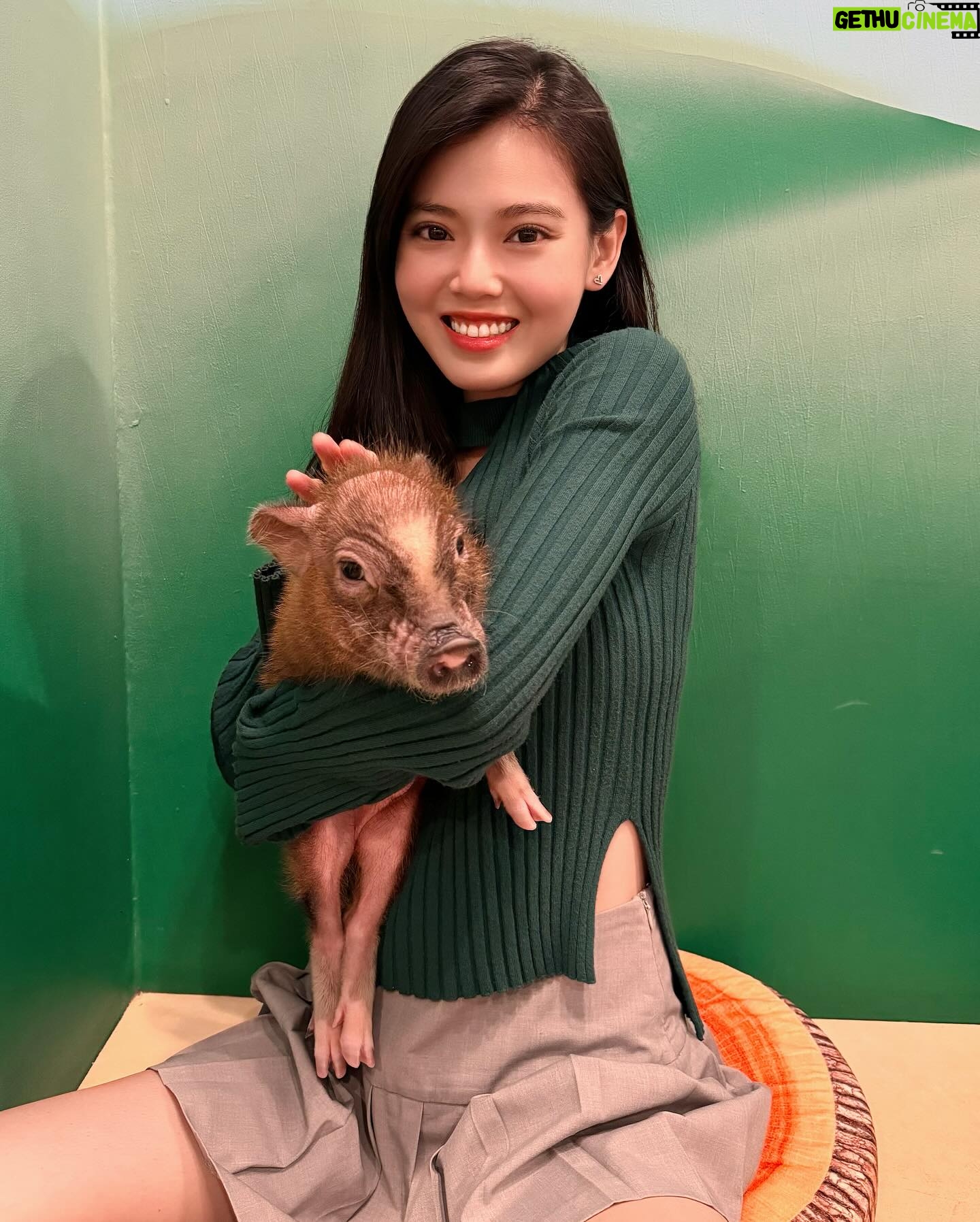 Kimberly Chia Instagram - One little…two little…three little pigs 🐷