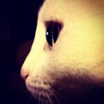 Kimya Gökçe Aytaç Instagram – Bazı kediler uzaylı 👻