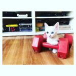 Kimya Gökçe Aytaç Instagram – Bebeksi 💚 anneanne olmaya karar verdiyseniz bir kez daha düşünün. Evdeki kedi popülasyonunu gözardı edip aşka yenik düşebilirsiniz 😄
