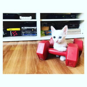 Kimya Gökçe Aytaç Instagram - Bebeksi 💚 anneanne olmaya karar verdiyseniz bir kez daha düşünün. Evdeki kedi popülasyonunu gözardı edip aşka yenik düşebilirsiniz 😄