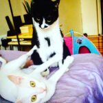 Kimya Gökçe Aytaç Instagram - Yemelik! 🙈 #photoofday #instadaily #myplanet #lovely #family #instadog #instacat