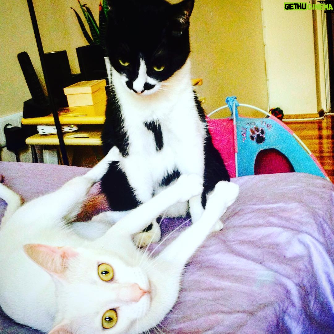 Kimya Gökçe Aytaç Instagram - Yemelik! 🙈 #photoofday #instadaily #myplanet #lovely #family #instadog #instacat