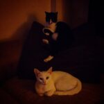 Kimya Gökçe Aytaç Instagram –