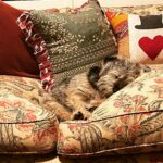 Kirstie Allsopp Instagram - Sunday night vibes #borderterrier ❤️