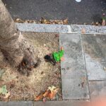Kirstie Allsopp Instagram - So sorry to sully lovely friendly Instagram, but this was what I saw doing a brief circuit of my block this morning with Dandy, our Border Terrier. The only way this will stop is if @kensingtonandchelseacouncil stop picking up these bags, only once they are piled high will people get the message that they MUST TAKE THEM HOME. There is no excuse for this, if anyone doesn’t want to carry a bag there are all sorts of products to help. @keepbritaintidy