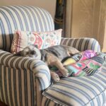 Kirstie Allsopp Instagram - Dandy, having an early evening snooze #borderterrier #borderterriersofinstagram #ilovemydog