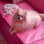 Kitten Kay Sera Instagram - 💗 my heart @pupnamedpinky ..