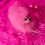 Kitten Kay Sera Instagram - 💗🩷i couldn’t luv her more @pupnamedpinky #nofilter it’s pinker than ever in here!!! lol