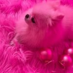 Kitten Kay Sera Instagram - 💗🩷i couldn’t luv her more @pupnamedpinky #nofilter it’s pinker than ever in here!!! lol