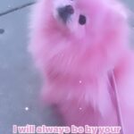 Kitten Kay Sera Instagram – 💗💗💗 my heart @pupnamedpinky