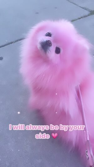Kitten Kay Sera Instagram - 💗💗💗 my heart @pupnamedpinky