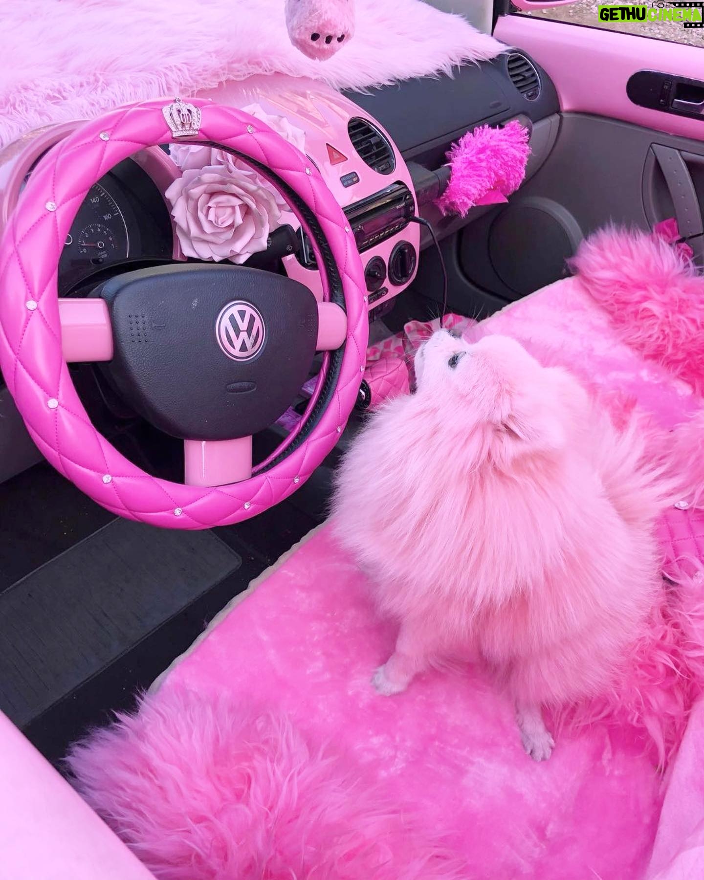 Kitten Kay Sera Instagram - 💗 @pupnamedpinky loves being in @pinkestcar