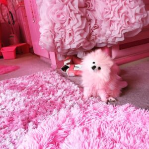 Kitten Kay Sera Instagram - Happy National Puppy Day @pupnamedpinky is my pink partner in fun! Shes my everything!! 💗🐾💗 so tickled pink I found you!!! Not a day goes by that I am not grateful to get to luv ya .. 💗💬💬💗
