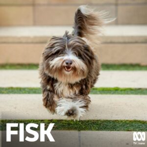 Kitty Flanagan Instagram - Look who plays a starring role in Fisk tonight - it’s “Artie” - aka my very own Henry Doodlebug Flanagan! 
But wait there’s more. You also get (swipe please) Shane Bourne! And (swipe again) OMG is that Gatesy from Tripod? Yes it is. Enjoy! 😻 #fisk @abctv