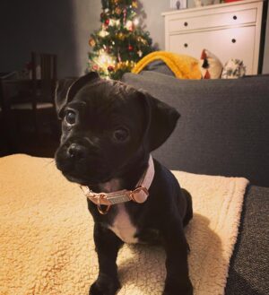 Klariza Clayton Instagram - I know I poop inside the house, bite your toes and eat the Christmas tree... but IDGAF because I look cute in my @honeyandhudson collar 🐶🐶