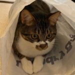 Kotone Furukawa Instagram - * パパのお墨付きをもらった猫、カイ🐈 ・ KAI🐈 who win an endorsement from my dad. Dad says “Kai is the best hunter I’ve had in my life. “