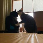 Kotone Furukawa Instagram – ❤︎