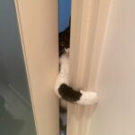 Kotone Furukawa Instagram – THE SHINING
