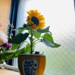 Kotone Furukawa Instagram - ☀︎ この暑さじゃ、さすがのひまわりも太陽を拝むのが辛そうだった… 部屋に入れて安全なところで拝んでもらうことに🙏 ・ みなさん、水分補給とご飯もしっかり食べてください。うちのひまわりも３食(水)しっかりとってますー