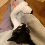 Kotone Furukawa Instagram - 「いっぱいかじる君がすき♡」 ・ 猫がどうすれば人慣れするか、といった質問がいくつかありましたので、私の考えをすこし🤏 ・ 私は今まで4匹の猫(ポン、カイ、スミ、むー)と一緒に過ごしてきましたが、むーのように人間大好きな猫もいれば、カイのようにお客さんがくるとタンスの奥に隠れて出てこない人見知りな猫もいて、スミはゴロゴロを殆ど聞いたことないけど愛嬌たっぷりな猫だし、ポンは抱っこ嫌いの聞かん坊でした。みんな子猫から育てた猫ですが、本当に猫それぞれ性格が違います。なので、猫とどう過ごすかは猫の性格に寄るとしか言いようがないと思っています。 人慣れしなくても、大切に愛情をもって育てていれば、それで充分なのでは☺️ のんびりできるお家があって、ご飯が食べられるだけでも、猫はちゃんと幸せだと思うのです。お2人に心地良い距離が見つかるといいですね🌱 ・ ちなみに、むーの自慢の写真たくさんあげていますが、むーはハッキリ言って暴れん坊で、手に穴が空くほど噛み、爪を立てて背中によじ登り、わたしの身体は傷だらけです🫠 その度に女優なんだぞーと言い聞かせますが（🤪）そんなこと分かりっこないので、むーとのコミュニケーションだと思ってされるがままにガジガジされてます。ちゃんと躾けたほうがいいよ！と言われることもありますが、私はむーに噛まれる時間も大好きで、動画に撮って見返すほどの“むー狂い“なので、そのままにしてます⭐︎(仕事の影響にならないように努力はしてますよ！)飼い主と猫の距離感はきっと、本当に人それぞれだと思います。 愛情表現なのか、何かを訴えているのか、むーの気持ちが分からないことはしょっちゅうですが、せめてむーが病気にならないよう長生きできるよう精一杯お世話しようと思っています✌️ みなさんと、愛猫に幸あれ！