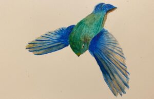 Kotone Furukawa Instagram - *
The dead bird showed their own beautiful wings.