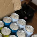 Kotone Furukawa Instagram - * サントリーさんからほろよい頂いたら、なぜかスミが喜ぶ喜ぶ。ぺろって。…こやつ、どこかで隠れて飲んだな。 ・ 猫も喜ぶ美味しいほろよいをありがとうございます🙌 #サントリー #ほろよい