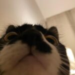 Kotone Furukawa Instagram – 猫を下から見上げたことなぞなかろう君へ