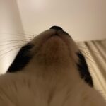 Kotone Furukawa Instagram – 猫を下から見上げたことなぞなかろう君へ