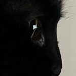 Kotone Furukawa Instagram – きれいなふたり
・
猫は人間を大きな猫と思っているらしいから、私は猫を小さな人間と思うことにしよう