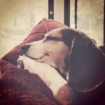 Krista Allen Instagram - Jack the Beagle. ... Seriously, this face. 💕
