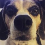 Krista Allen Instagram – VOTE!!!! Jack the Beagle for President 🇱🇷 #TopDog #petsofinstagram #dogsofinstagram