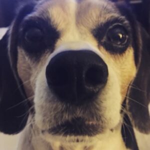 Krista Allen Instagram - VOTE!!!! Jack the Beagle for President 🇱🇷 #TopDog #petsofinstagram #dogsofinstagram