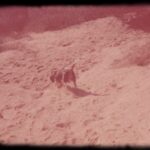 Krista Allen Instagram – Jack the Beagle owns this bluff! #Beagling #Hiking