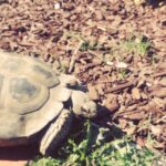Krista Allen Instagram – Jack the Beagle and Bonnie the Dessert Tortoise meet. @amywrayla @andreafletcher7