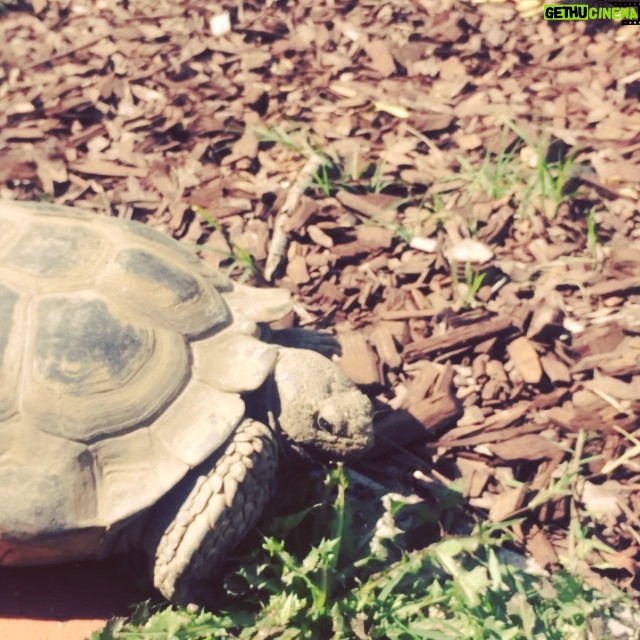 Krista Allen Instagram - Jack the Beagle and Bonnie the Dessert Tortoise meet. @amywrayla @andreafletcher7