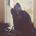 Krista Allen Instagram - Jack: just beagling with the beagle whisperer @michellechapman333