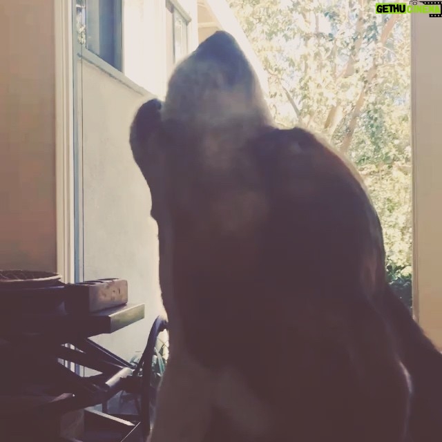 Krista Allen Instagram - Jack: just beagling with the beagle whisperer @michellechapman333