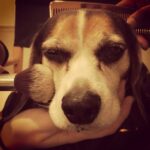 Krista Allen Instagram – Jack the Diva.
*
*
#beagle #beaglesofinstagram #onset #glamsquad #nightshoot