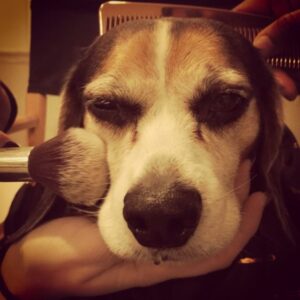 Krista Allen Instagram - Jack the Diva.
*
*
#beagle #beaglesofinstagram #onset #glamsquad #nightshoot