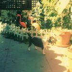 Krista Allen Instagram – Jack the Multitasking Guard Beagle. #DontDropTheMallard #Woof