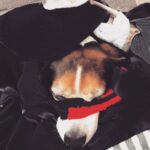 Krista Allen Instagram – Just found Jack The Beagle snoozing in the laundry pile. … he even made himself a sexy eye mask.
*
*
#dogsofinstagram #beagle #beaglesofinstagram #laundry #snooze
