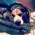 Krista Allen Instagram - Headphone Jack. #jackthebeagle