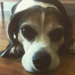 Krista Allen Instagram - We said goodbye to Jack the Beagle last night. Cancer was taking it’s toll on his body and I had to make the excruciating choice to send him Home. I’m not sure what my life is going to look like without this little guy by my side, but I’m so damn grateful he’s been with me. I don’t know how I could have made it through this last year without him. Truly. His love made me a better human. He loved me more than I could love myself at times , and reminded me daily that maybe I wasn’t so bad after all. The more he loved me, the more I loved myself back. And maybe his passing is a sign that I am also free from pain now, and able to live this life more wisely, and with the most love and laughter. Thank you, Jack, for letting me be your dog mom and letting Jake be your big brother. You were wonderful to us both. We simply adored you, Beagle boy. Thank you. For everything. We miss you and will love you, eternally. Rest In Peace and Power Jack the Beagle.