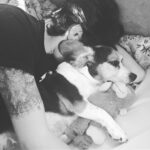 Krista Allen Instagram – I call this brilliant work of art … “My boy, A beagle, and a stuffed monkey” @jakemoritt