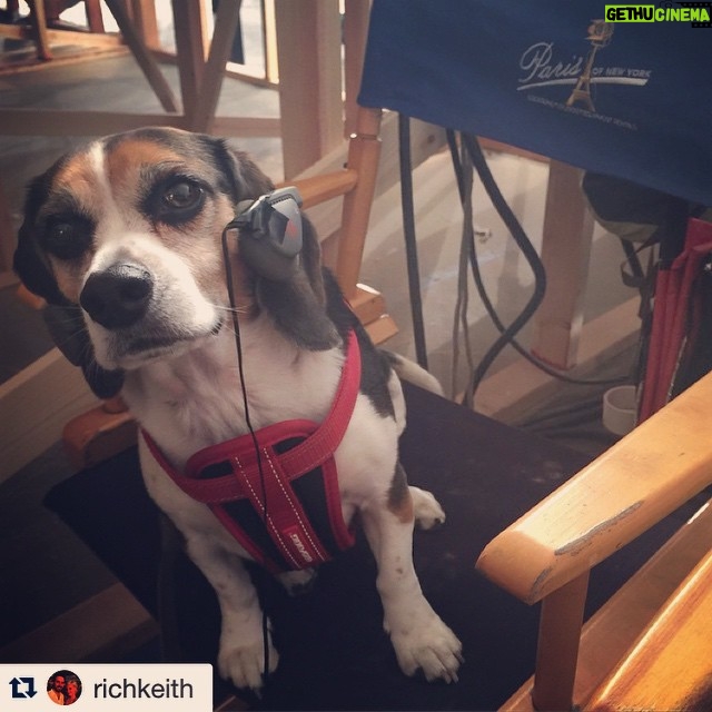 Krista Allen Instagram - #Repost @richkeith with @repostapp. ・・・ Our new director keeps barking orders. #SignificantBeagle @cwsignificantmother