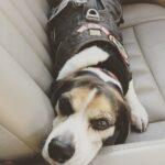 Krista Allen Instagram - Sleepy Jack, the Service Beagle. ✈️ #SignificantMother #Portland