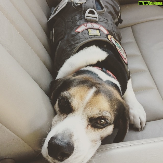 Krista Allen Instagram - Sleepy Jack, the Service Beagle. ✈️ #SignificantMother #Portland