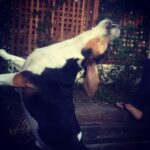 Krista Allen Instagram – Morning visit to Jack the Beagle from our rascally neighborhood Squirrel. #GoodMorning